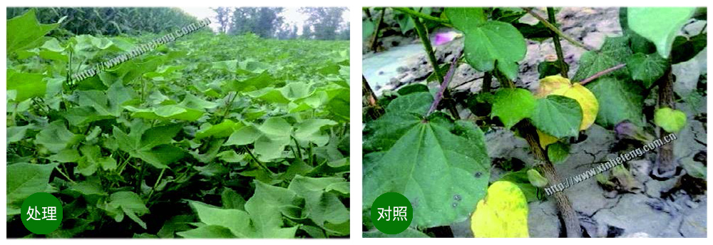 領(lǐng)先生物創(chuàng)新型生防菌劑熒保素應(yīng)用案例 領(lǐng)先生物創(chuàng)新型生防菌劑熒保素應(yīng)用案例